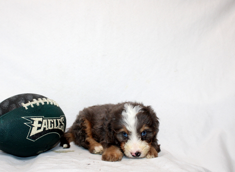 puppy, for, sale, Mini Bernedoodle F2, Matthew B. Stoltzfus, dog, breeder, Gap, PA, dog-breeder, puppy-for-sale, forsale, nearby, find, puppyfind, locator, puppylocator, aca